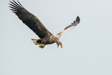 Fototapeta premium White Tailed Eagle, Haliaeetus albicilla