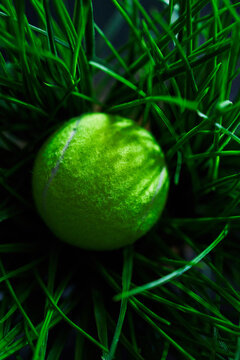 Tennis ball in grass.