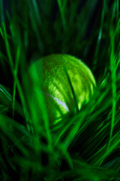 Tennis ball in grass.