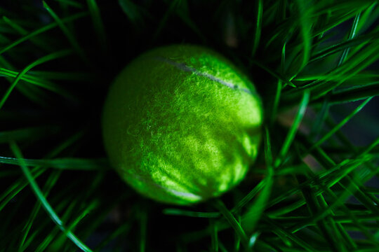 Tennis ball in grass.