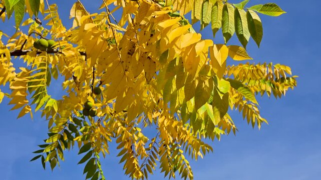 Bright autumn leaves of walnut tree moving gently in wind against vibrant blue sunny sky. Ideal 4K slow motion footage for seasonal intros, nature backgrounds and weather content