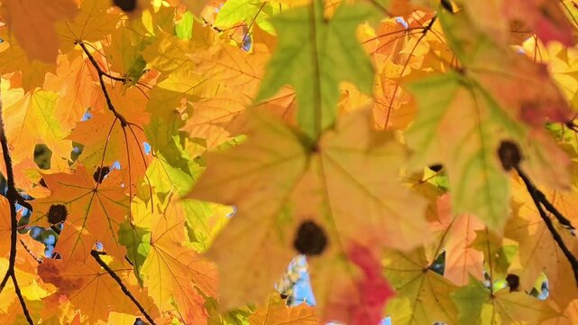 Yellow and orange autumn leaves against a blue sky. Change of seasons.  Bright horizontal video of colorful foliage in autumn. Maple leaves. An orange maple tree in the forest. 