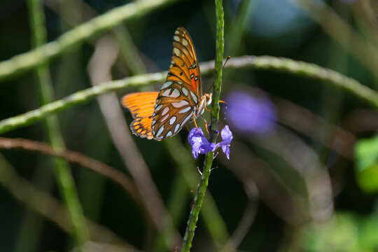 View of a Gulf Fritillary butterfly resting on a purple flower in a garden in Maui County, Hawaii, United States.