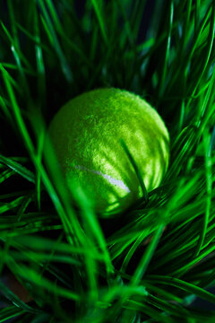Tennis ball in grass.