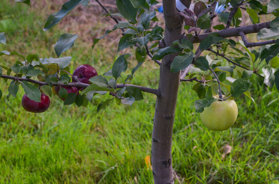 Grafting a different apple variety. Two apple varieties on one tree.