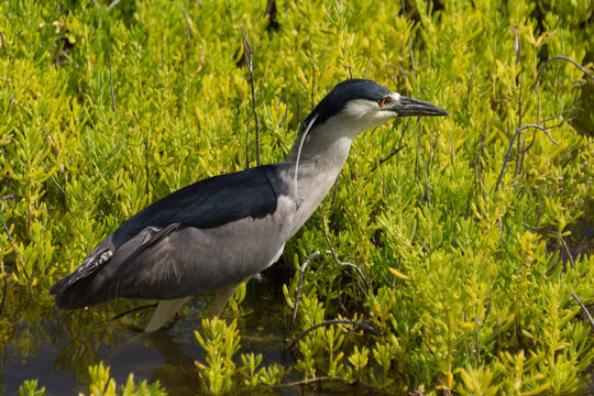 View of a Black-crowned Night Heron standing in shallow water among vibrant green marsh vegetation in Maui County, Hawaii, United States.