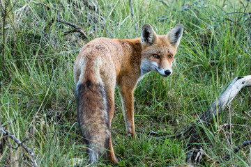 Fototapeta premium Red Fox, Vulpes vulpes
