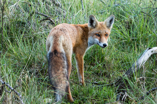 Red Fox, Vulpes vulpes