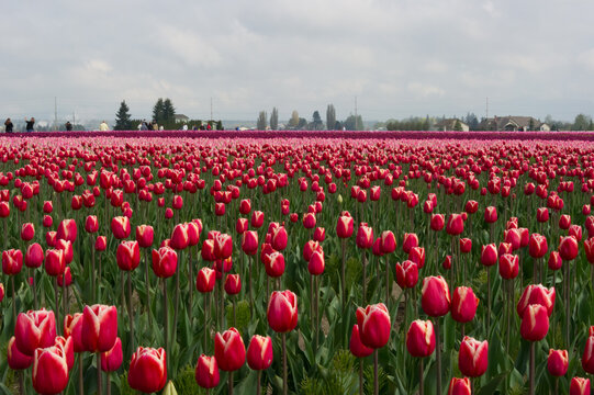 View of vibrant red and pink tulip fields stretching across the landscape under a cloudy sky in La Conner, Washington, United States.