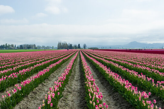 View of rows of vibrant pink tulips stretching across a vast field under a soft cloudy sky in La Conner, Washington, United States.