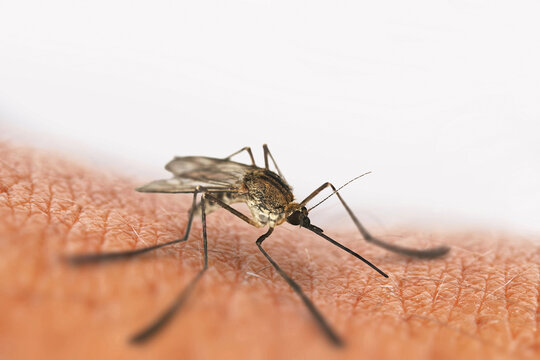 Mosquito bite isolated on white, sits on the skin.