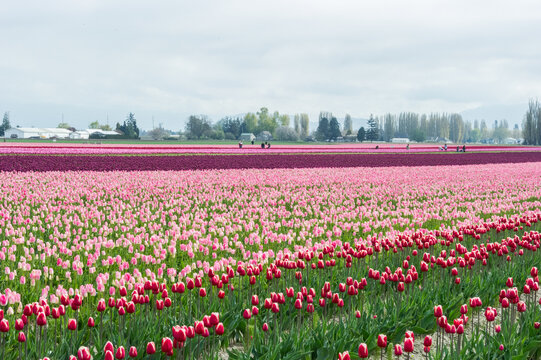 View of vibrant pink and red tulip fields stretching across the landscape under a soft overcast sky in La Conner, Washington, United States.