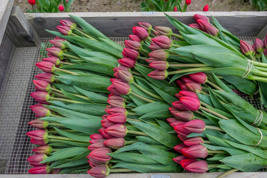 View of freshly harvested purple tulips bundled together in a wooden crate with wire mesh in La Conner, Washington, United States.