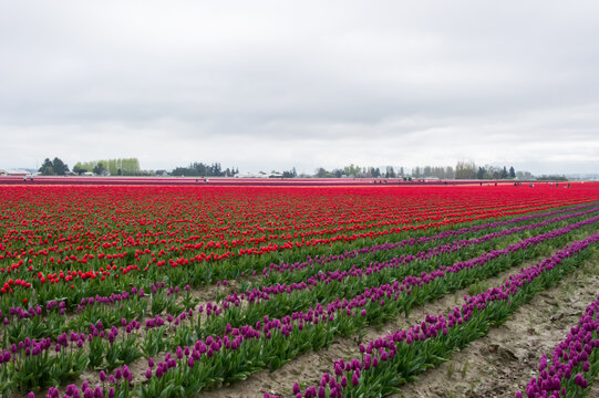 View of rows of vibrant red and purple tulips stretching across a field under a cloudy sky in La Conner, Washington, United States.
