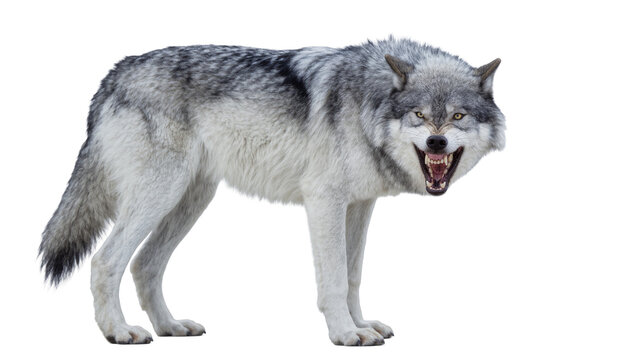 Fierce grey wolf snarling with bared teeth, isolated on transparent background