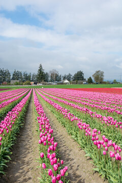 View of rows of vibrant pink tulips stretching across a field under a cloudy sky in La Conner, Washington, United States.