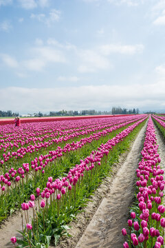 View of vibrant pink tulip rows stretching across a field under a bright blue sky with soft clouds in La Conner, Washington, United States.
