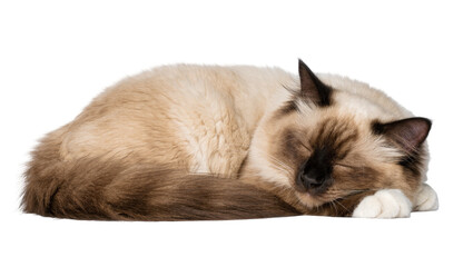 Fluffy Birman cat sleeping curled up, isolated on transparent background © Timo