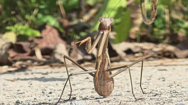 Front View Close-Up of Gravid Female Praying Mantis Before Egg Laying


