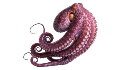 Deep sea octopus with curled tentacles, isolated on transparent background © Timo