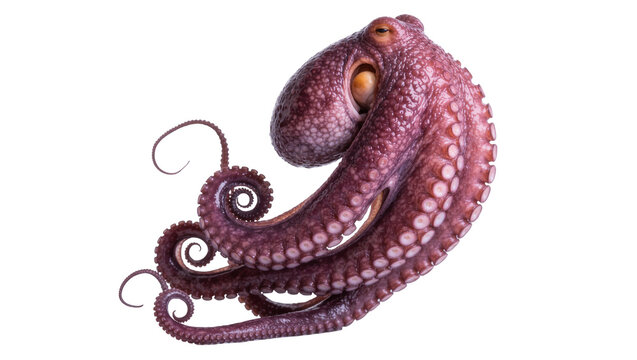 Deep sea octopus with curled tentacles, isolated on transparent background