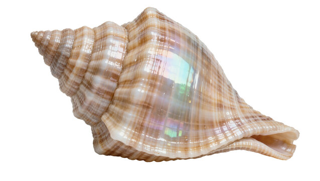 Spiral seashell with iridescent sheen, isolated on transparent background