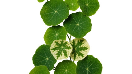 Vibrant green nasturtium leaves with variegated patterns, isolated on transparent background © Timo