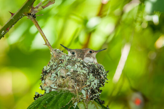 View of two hummingbird chicks nestled in a lichen-covered nest on a branch in Canada.