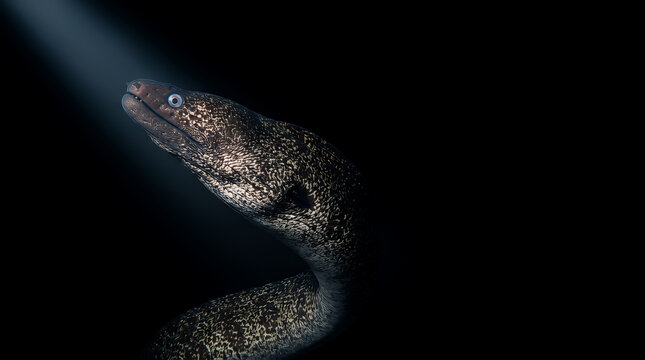 Moray eel emerges from dark ocean depths, illuminated by a single spotlight beam, showcasing its patterned skin and watchful eye.
