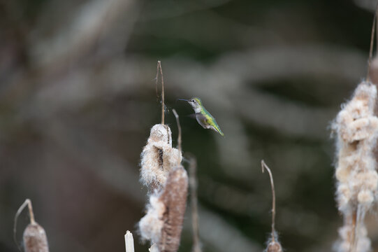 View of a small hummingbird hovering near fluffy cattails in a natural setting in Canada.