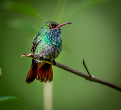 View of a small hummingbird with iridescent green feathers and a reddish tail perched on a thin branch against a soft green background in Canada.