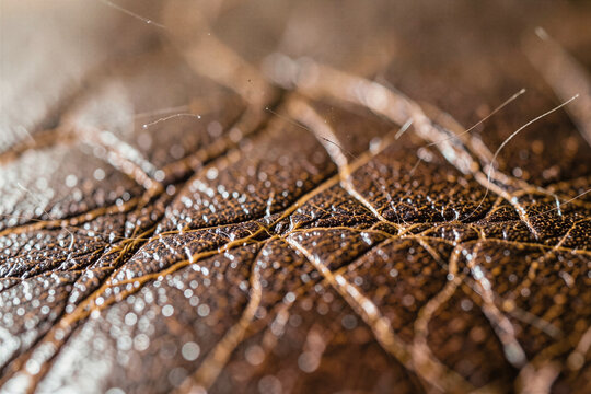 x-default Extreme close up of distressed vintage saddle leather with crackled patina texture