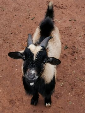 View of a young Cameroon goat standing on reddish-brown soil in a farmyard in Brits, North West, South Africa.