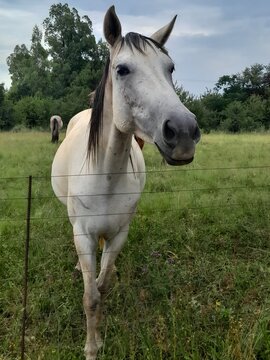 View of a white horse standing in a grassy pasture behind a wire fence in the countryside of Magaliesburg, Gauteng, South Africa.