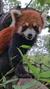 red panda eating bamboo
