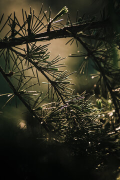 View of a close-up detail of a pine tree with sharp needles and soft natural light in Tandil, Buenos Aires, Argentina.