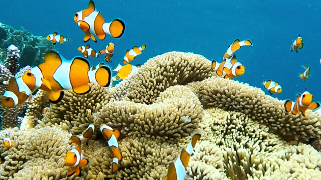 View of a vibrant school of clownfish swimming around a textured coral reef in the clear blue waters of Karimunjawa, Central Java, Indonesia.
