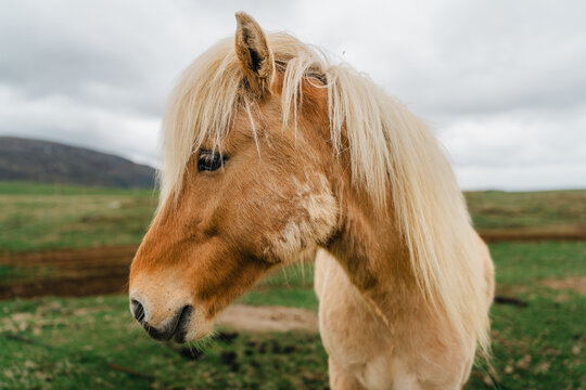 View of an Icelandic horse with a blonde mane standing in a grassy field at Stokksnes, Iceland.