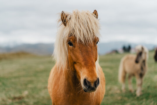 View of an Icelandic horse with a thick blonde mane standing in a grassy field at Stokksnes, Iceland.