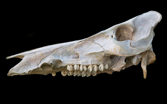 Side view of the upper skull of a wild boar, showing its long snout, weathered bone, prominent eye socket, curved cheekbone, and rows of teeth, isolated against a deep black background against black.