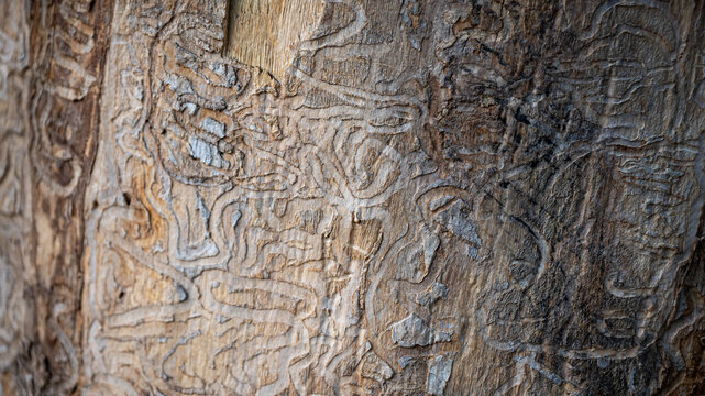 Close-up of serpentine larval galleries etched into wood under tree bark, showing insect borer damage and natural texture