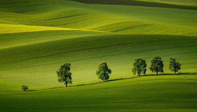 View of the rolling green hills of the Moravian landscape with a line of trees under soft light in Brno-City District, South Moravian Region, Czechia.