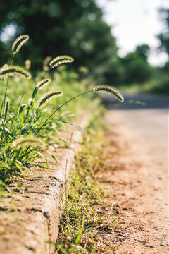 Close-up of foxtail grass seed heads along a dirt path in warm sunlight