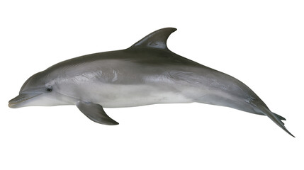 Graceful bottlenose dolphin swimming, isolated on transparent background © Martina