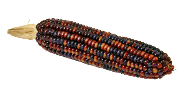 Multi-colored Indian corn cob with golden husk, isolated on transparent background
