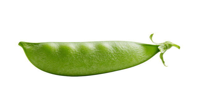Single green snow pea pod with visible seeds, isolated on transparent background