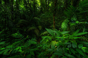 Obraz premium Rainforest in the jungle