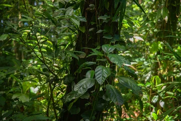 Rainforest in the jungle © quickshooting