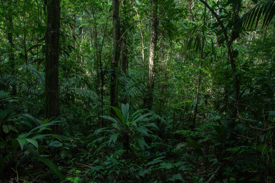 Rainforest in the jungle