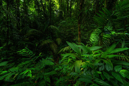 Rainforest in the jungle